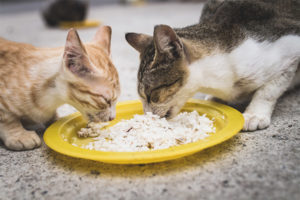  Kunnen katten en katten rijst krijgen?