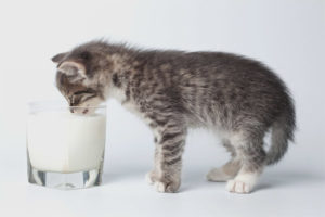  Is het mogelijk voor kittens om kefir te geven