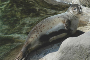  Gewone zeehond