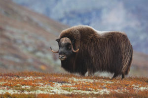  Musk ox