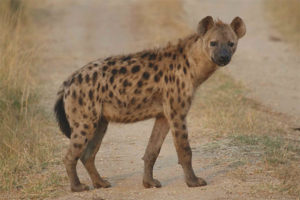  Gevlekte hyena