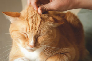  Waarom katten spinnen en wat het betekent