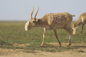  saiga