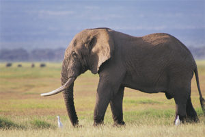  olifant