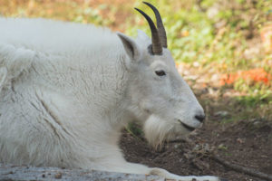  Kozioł śnieżny