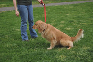  Hond urineert vaak