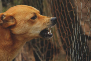  De hond gromt naar de eigenaar