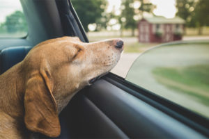  De hond wordt in de auto geslingerd