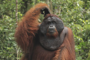  Orangutan sumatrzański