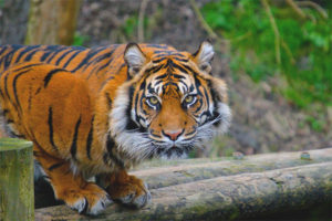  Sumatraanse tijger