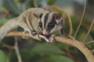  Beuteltier fliegendes Eichhörnchen