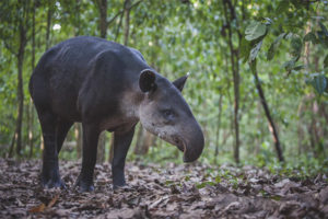  Tapir