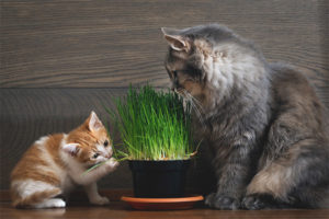  Gras voor katten en katten