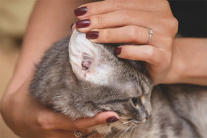  Die Katze hat dreckige Ohren