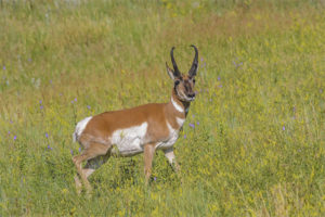  Pronghorn