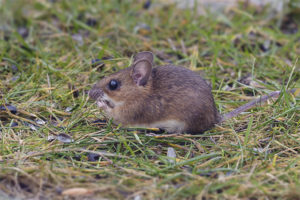  Gele Throated Muis