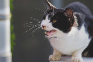  Agressieve rassen van katten