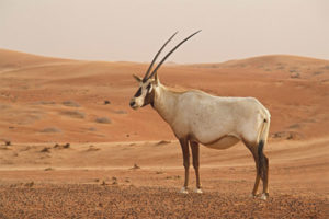  Arabische oryx