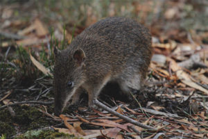  Bandicoot