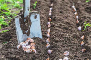  Hoe knoflook te behandelen vóór het planten vóór de winter