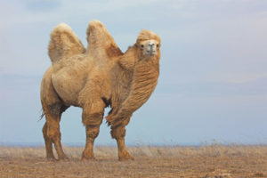  Double Humped Camel