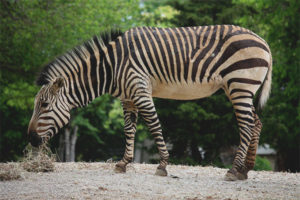  Zebra górska