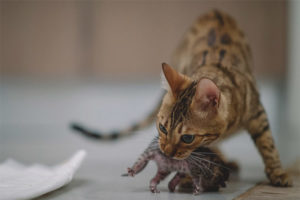  Waarom een ​​kat bijt zijn kittens