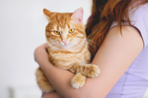  Waarom de kat niet graag op hun handen gaat zitten