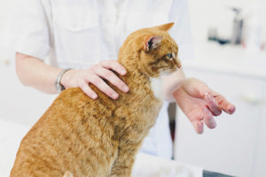  Kalmerende middelen voor katten en katten