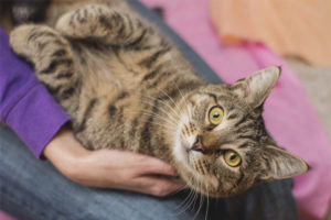  Welke kattenrassen zijn het meest aanhankelijk en intelligent?