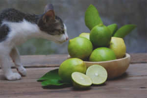  Wat voor soort geur kunnen katten niet