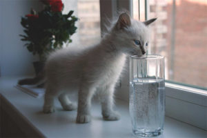  Het kitten drinkt geen water