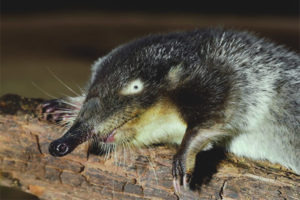  muskusrat